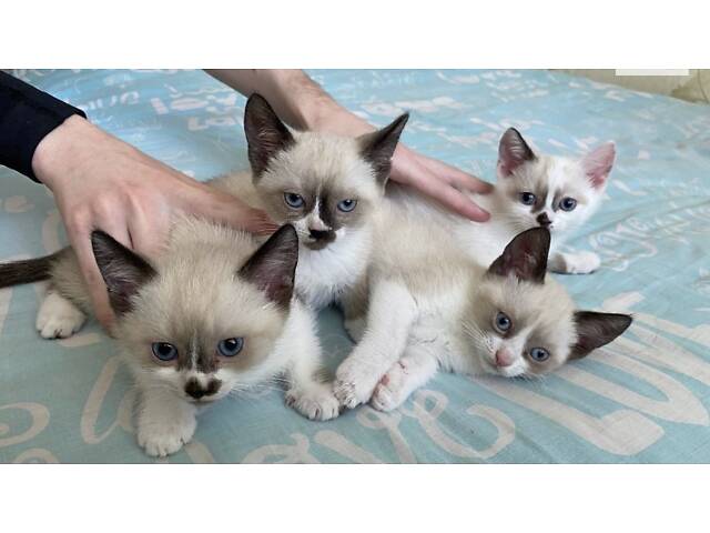 Котята Сноу-Шу - Фото 1