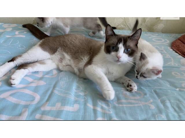 Котята Сноу-Шу - Фото 2