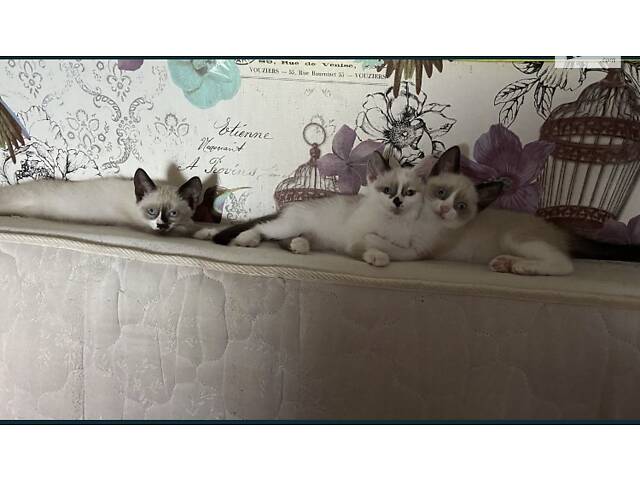 Котята Сноу-Шу - Фото 3