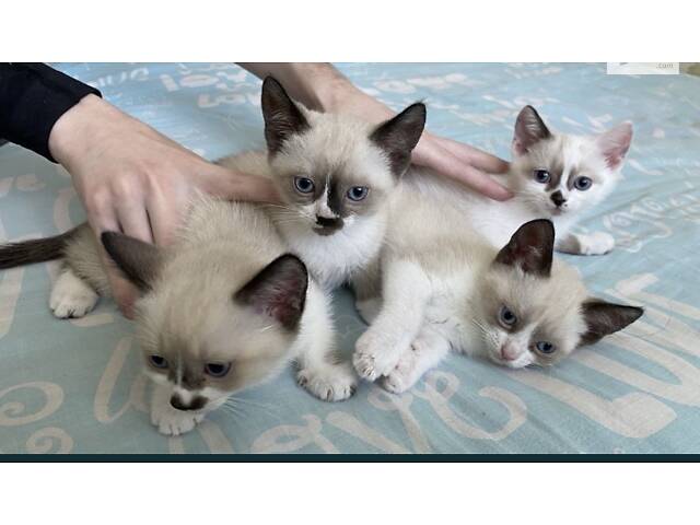 Котята Сноу-Шу - Фото 4