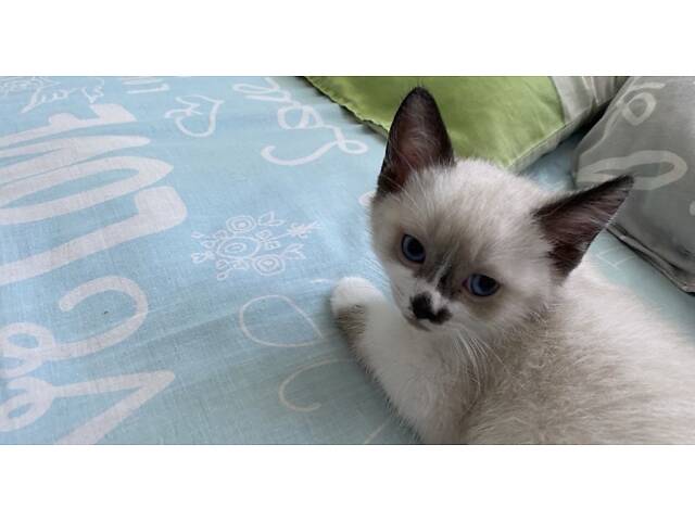 Котята Сноу-Шу - Фото 5