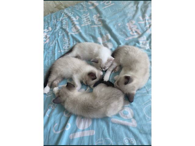 Котята Сноу-Шу - Фото 6