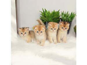 Котятка золота Шиншила
