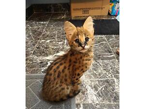 котик саванна ласковая девочка екслюзивный котёнок савана Ф1