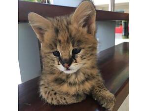 Котик Саванна – невероятная уникальная порода, любовь с первого взгляда.