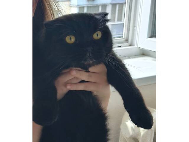 Котик висловухий - Фото 1