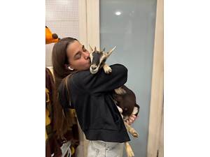 Коза камерунська