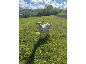 Коза та козенята