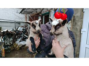 Козенята альпійські 50%