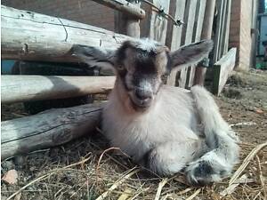 Козлята в добрые руки