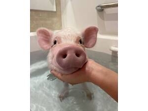 Краса і здоров'я для вашої тваринки, грумінг для всіх улюбленців