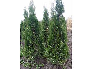 Красивая туя западная брабант (Thuja occidentalis Brabant) 2 м и другие растения.