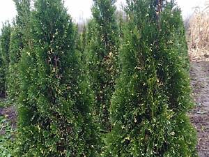 Красивая туя западная брабант (Thuja occidentalis Brabant) 2 м и другие растения.
