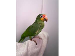 Червонолобий жовтощокий амазон, говіркий папуга, амазончик.