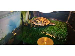 Земноводная черепаха 9см (Есть вариант вместе с акватеррариумом в полном комплекте)