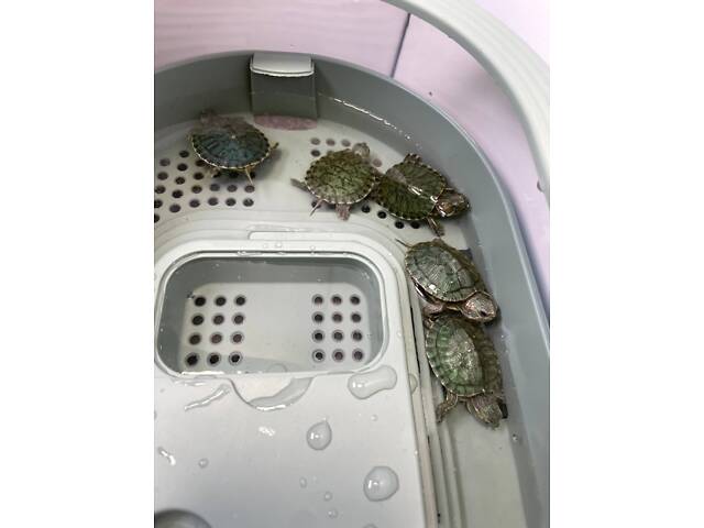 Красноухая черепаха, домашня червоновуха черепаха, маленька черепашка - Фото 2