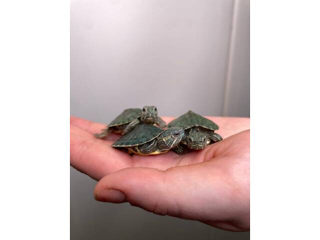 Красноухая черепаха, домашня червоновуха черепаха, маленька черепашка - Фото 4