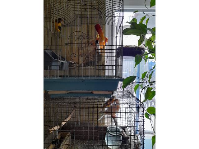 Красные кенаря певчая линия - Фото 8