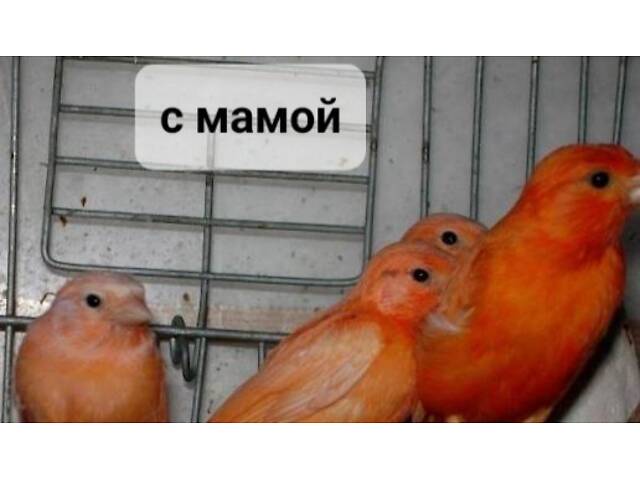 Красные кенаря певчая линия - Фото 2