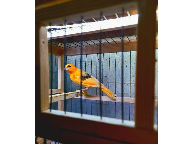 Красные кенаря певчая линия - Фото 3