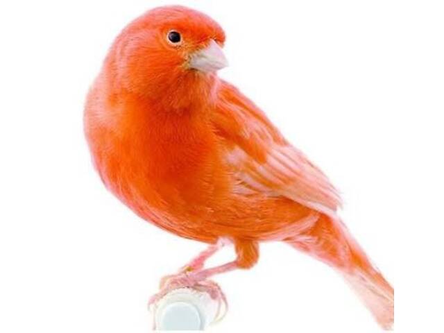 Красные кенаря певчая линия - Фото 4