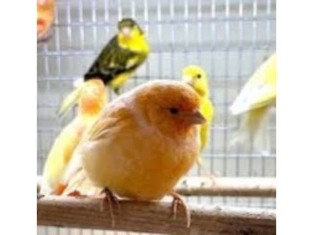 Красные кенаря певчая линия - Фото 5