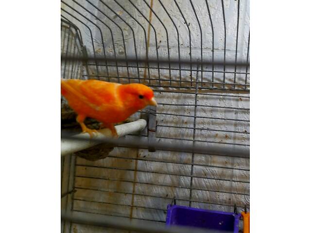 Красные кенаря певчая линия - Фото 6