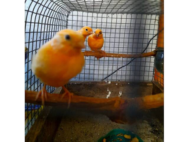 Красные кенаря певчая линия - Фото 7