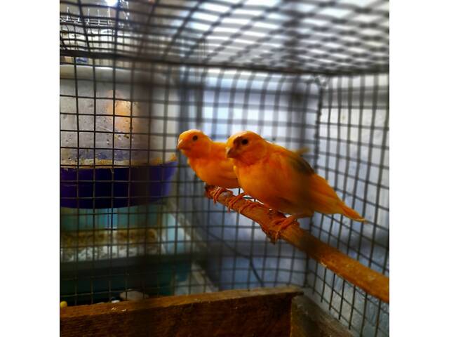 Красные кенаря певчая линия - Фото 1