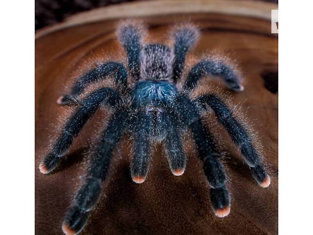 Красочний паук птицеед для начинающих Avicularia Avicularia самки L12 - Фото 2