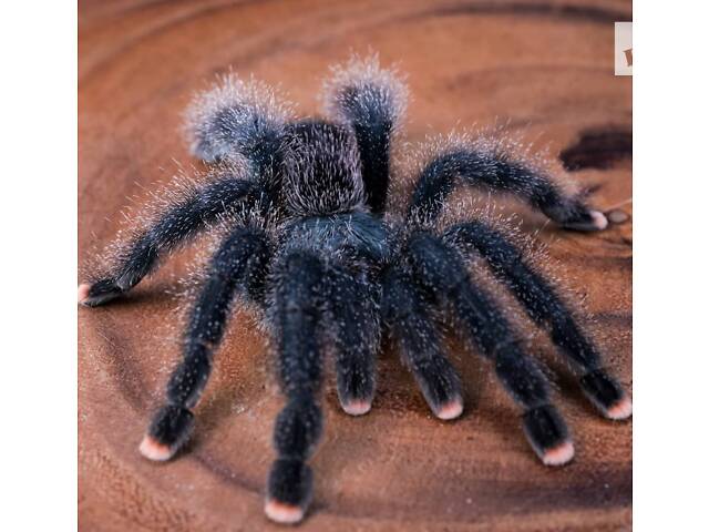 Красочний паук птицеед для начинающих Avicularia Avicularia самки L12 - Фото 3