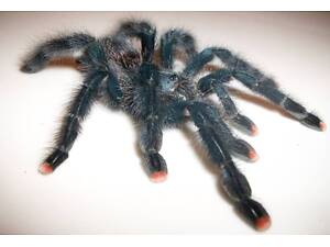 Красочный паук птицеед для начинающих Avicularia Avicularia самки L12
