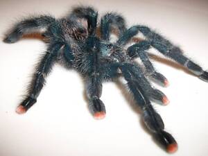 Красочный паук птицеед для начинающих Avicularia Avicularia самки L12