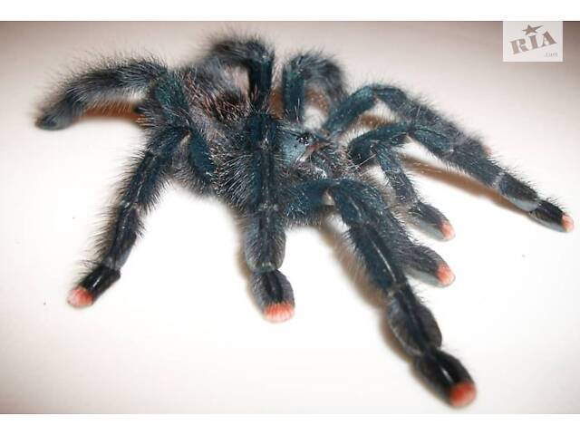 Красочний паук птицеед для начинающих Avicularia Avicularia самки L12 - Фото 1