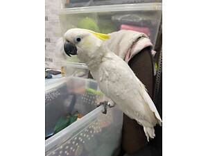 Красен какаду