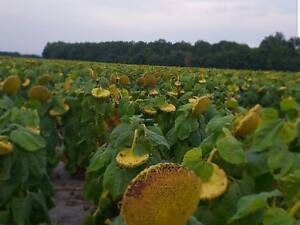 Семена подсолнечника 'Флорими'. Устойчивы к Евролайтингу.