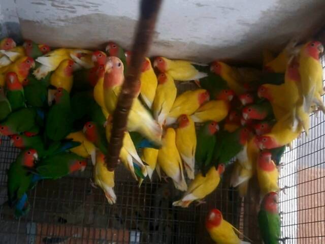 красивые малыши неразлучников - Фото 1