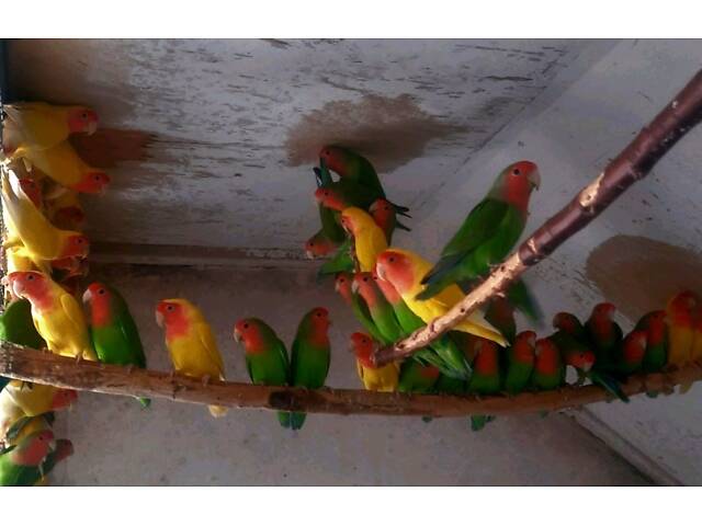 красивые малыши неразлучников - Фото 2