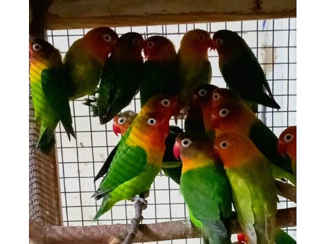 красивые малыши неразлучников - Фото 3