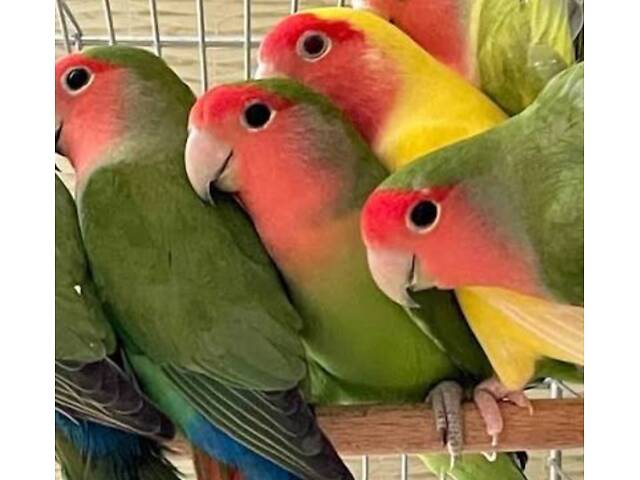 красивые малыши неразлучников - Фото 4