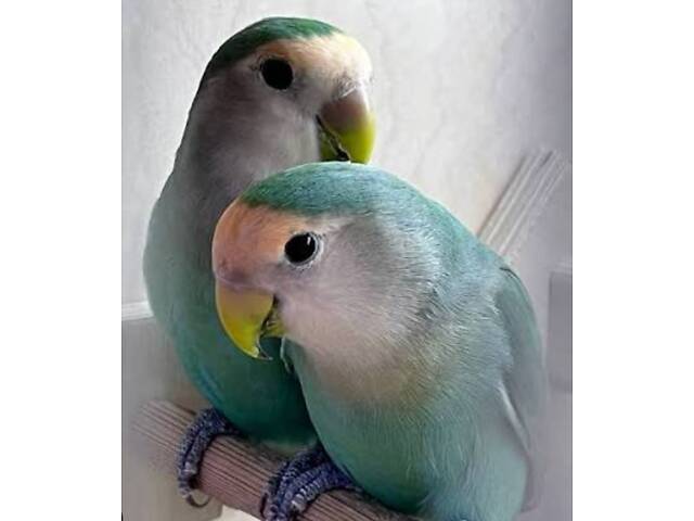 красивые малыши неразлучников - Фото 6