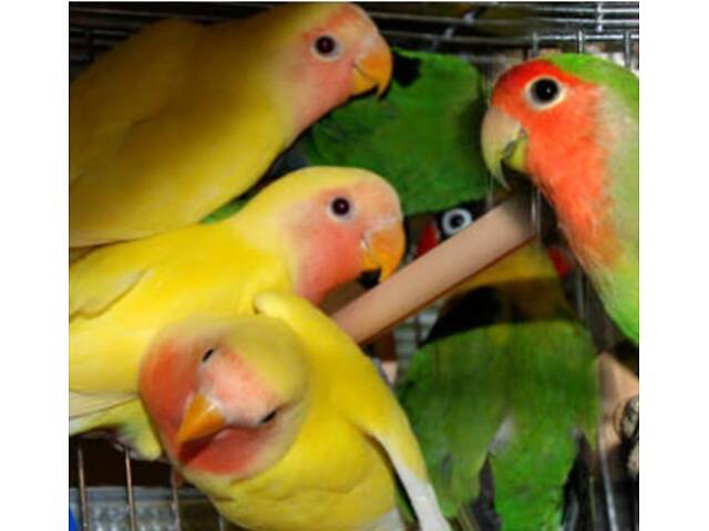 красивые малыши неразлучников - Фото 5