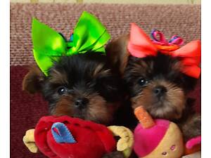 Красивые йорки мальчики с ветпаспортом, привиты, Киев.