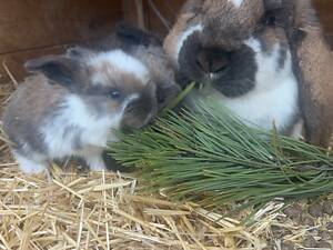 Кролі на племя