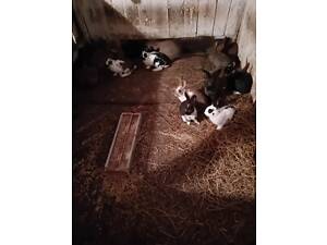 Кролі та крілиці на утримання