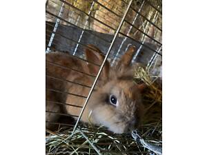 Декоративні кролики