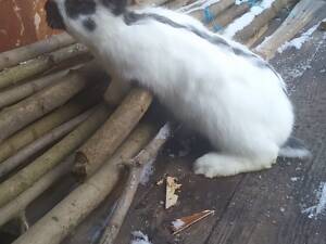 Кролики Німецький Строкач