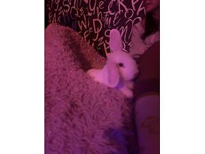 Кролик, дівчинка 5-6 місяців