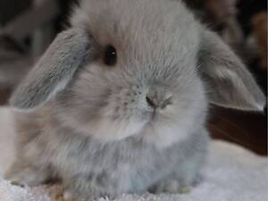 Кролики, крольчата, декоративные кролики, маленькие кролики разные породы.
