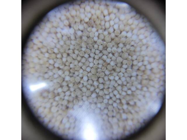 Крупа амарантова шліфована 30 кг - Фото 2